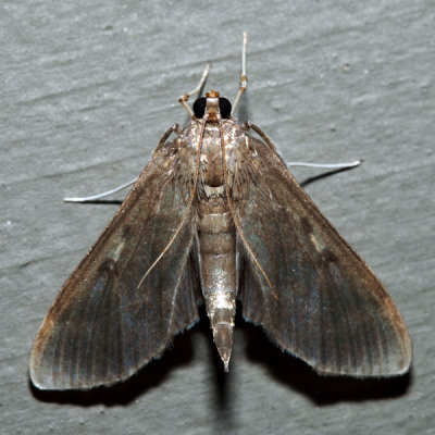 5279.1 – Herpetogramma sphingealis