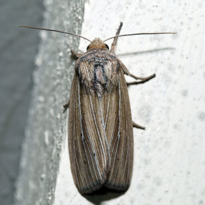 10456 – Adjutant Wainscot – Leucania adjuta