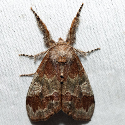 8300 – Cinnamon Tussock Moth – Dasychira cinnamomea