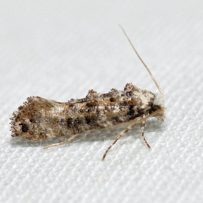 0317 – Clemens' Bark Moth – Xylesthia pruniramiella