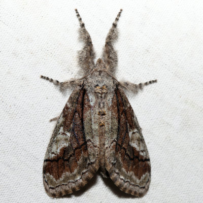 8302 – Streaked Tussock Moth – Dasychira obliquata