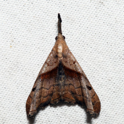 8397 - Dark-spotted Palthis - Palthis angulalis
