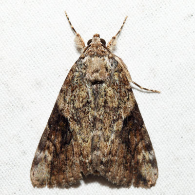 8876 – Little Nymph Underwing – Catocala micronympha