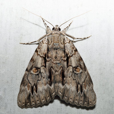 8788  Yellow-gray Underwing  Catocala retecta