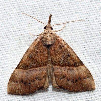 8455 – Red-footed Snout -  Hypena eductalis