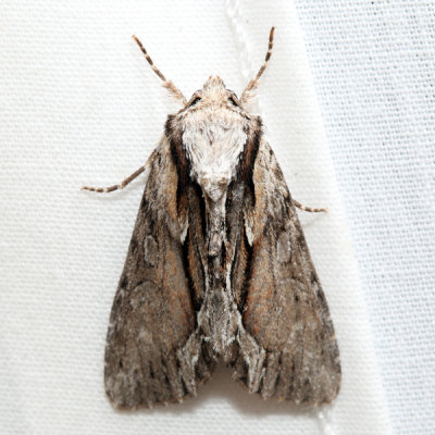 9578 - Common Hyppa - Hyppa xylinoides
