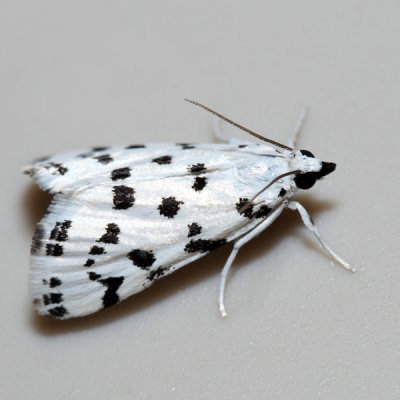 4794 - Spotted Peppergrass Moth - Eustixia pupula