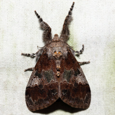 8300 – Cinnamon Tussock Moth – Dasychira cinnamomea