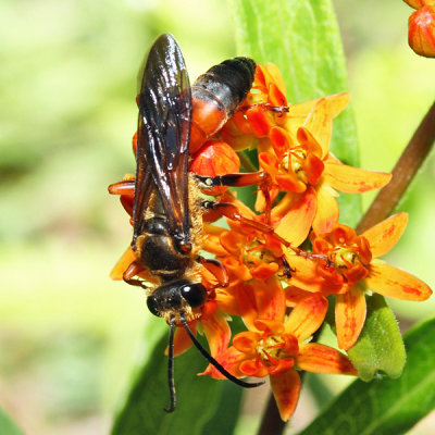 Great Golden Digger Wasp - Sphex ichneumoneus