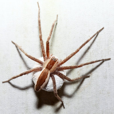 Nursery Web Spider - Pisaurina mira (carrying egg sack)