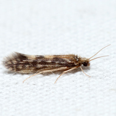 Salt and Pepper Microcaddis - Agraylea multipunctata