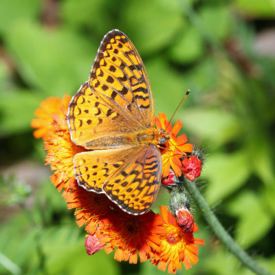 Atlantis Fritillary - Speyeria atlantis