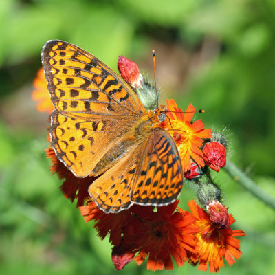 Atlantis Fritillary - Speyeria atlantis