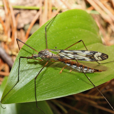 Tipula trivittata