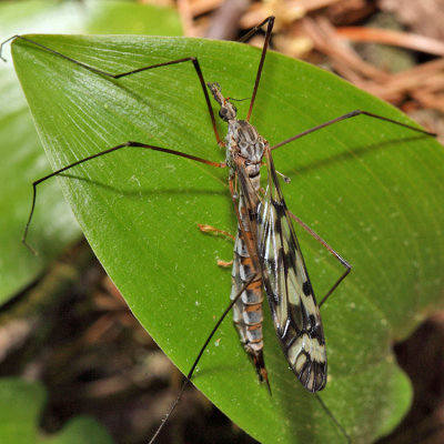 Tipula trivittata