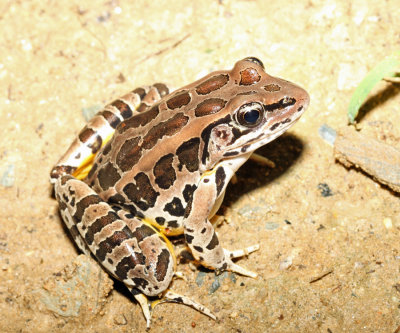 Pickerel Frog - Lithobates palustris