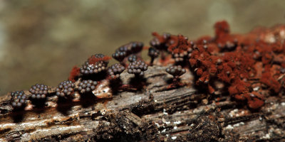 Metatrichia vesparum (Blackberry slime)