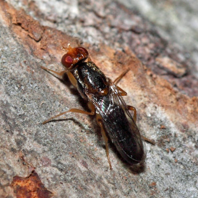 Chyliza notata