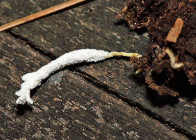 Cordyceps tenuipes