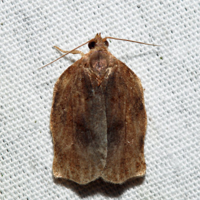 3658 – Omnivorous Leafroller – Archips purpurana
