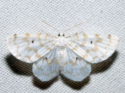 7423 - Fragile White Carpet - Hydrelia albifera