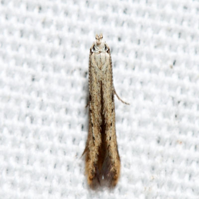 1725 – Stereomita andropogonis