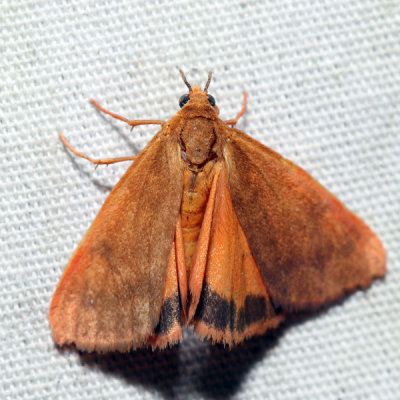 8121  Orange Holomelina  Virbia aurantiaca