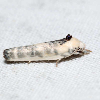 1014 – Pale Gray Bird-dropping Moth – Antaeotricha leucillana