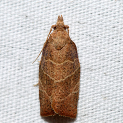 3594 - Three-lined Leafroller - Pandemis limitata