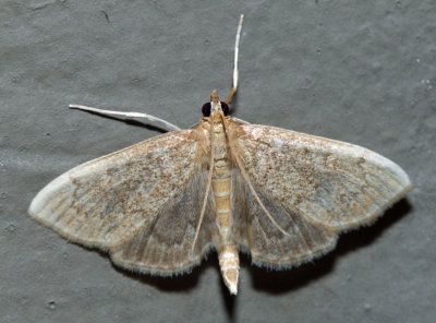 4954 - Quebec Phlyctaenia - Anania quebecensis