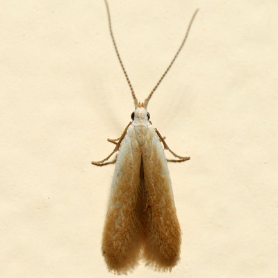 1301.1 – Coleophora limosipennella