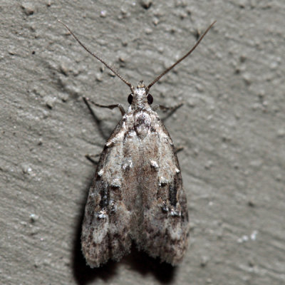  2315 – Currant Fruitworm Moth – Carposina fernaldana