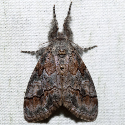 8293 – Sharp-lined Tussock Moth – Dasychira dorsipennata