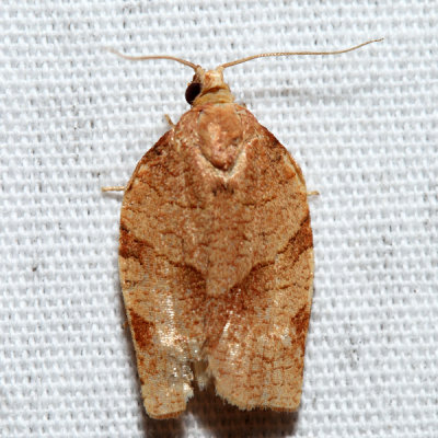 3634  Zapulata Moth  Choristoneura zapulata