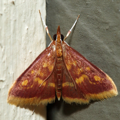 5071 – Mint-loving Pyrausta – Pyrausta acrionalis