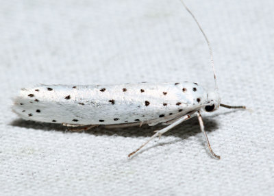 2423.1 – Spindle Ermine Moth – Yponomeuta cagnagella