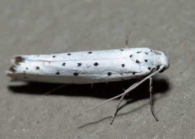 2423.1 – Spindle Ermine Moth – Yponomeuta cagnagella