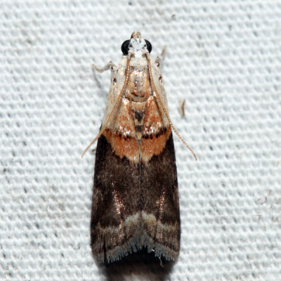 5659 – Mantled Acrobasis – Acrobasis palliolella