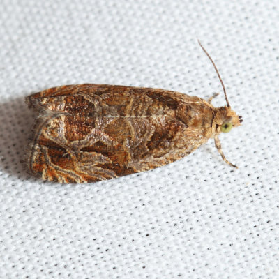 2826 – Lacuna Moth – Olethreutes lacunana