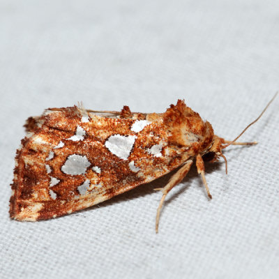 9633 - Silver-spotted Fern Moth - Callopistria cordata