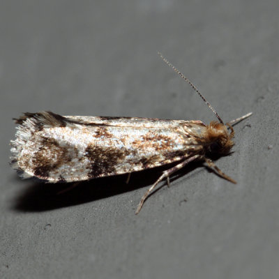 0308 – Scardiella approximatella