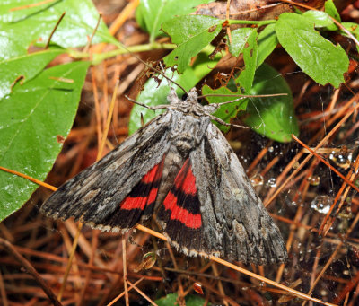8851 – Scarlet Underwing – Catocala coccinata