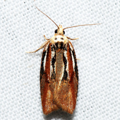 3548 – Eastern Black-headed Budworm Moth – Acleris variana