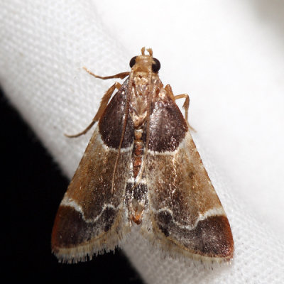 5510 - Meal Moth - Pyralis farinalis
