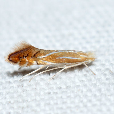 0738  Phyllonorycter basistrigella