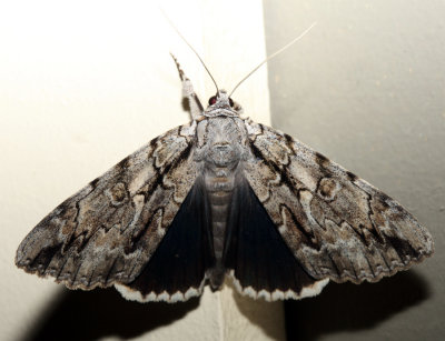 8788  Yellow-gray Underwing  Catocala retecta