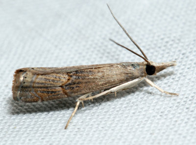5451 – Bluegrass Webworm Moth – Parapediasia teterrella