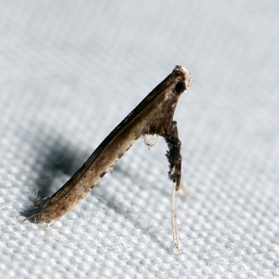 0630 – Sumac Leafblotch Miner Moth – Caloptilia rhoifoliella