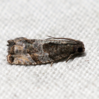 3228 – Gypsonoma salicicolana