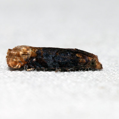 2929 - Buff-tipped Eucosma - Eucosma ochroterminana